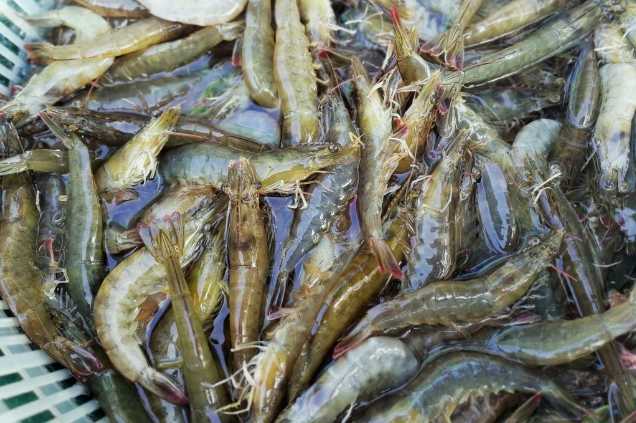 養蝦廢水怎么處理效果好?解決方案!-1 養蝦廢水怎么處理效果好?解決方案!-1