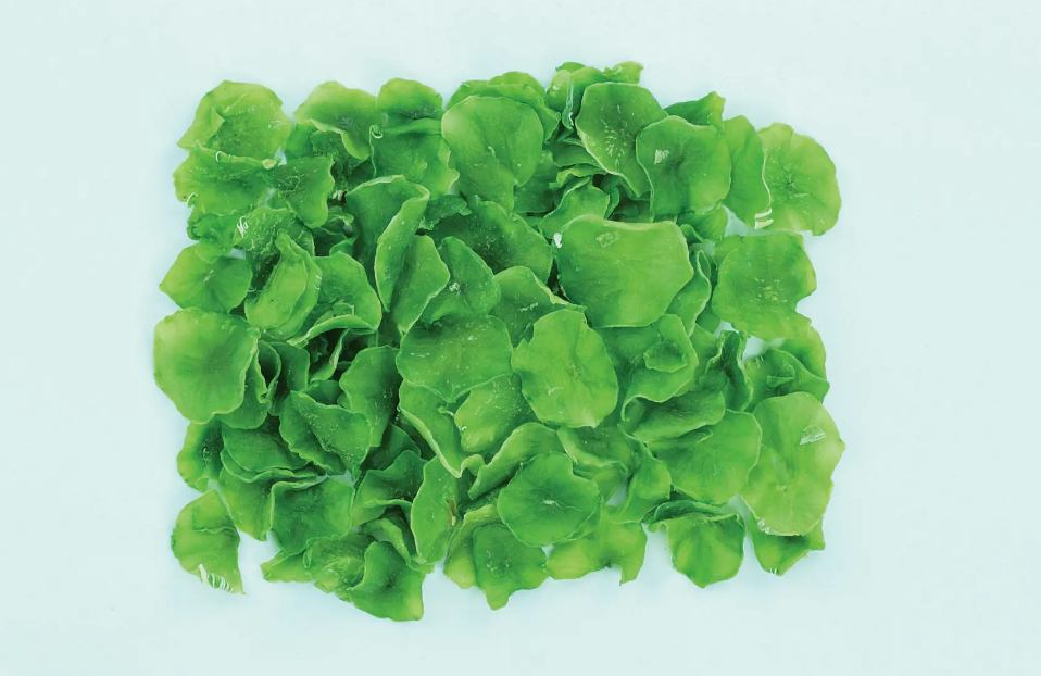 有機蔬菜脫水廢水處理設備|食品污水處理設備 有機蔬菜脫水廢水處理設備|食品污水處理設備