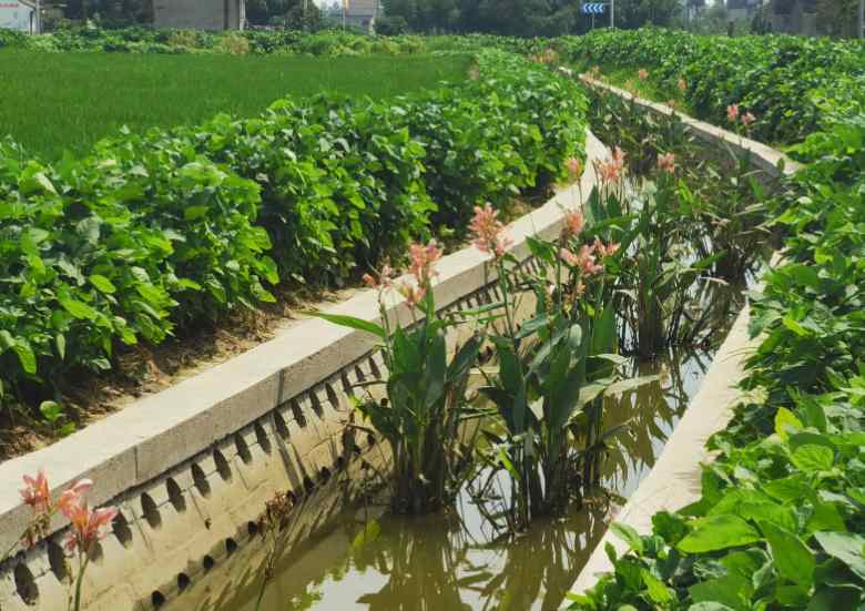 生態塘的作用有哪些（生態塘處理技術講解）